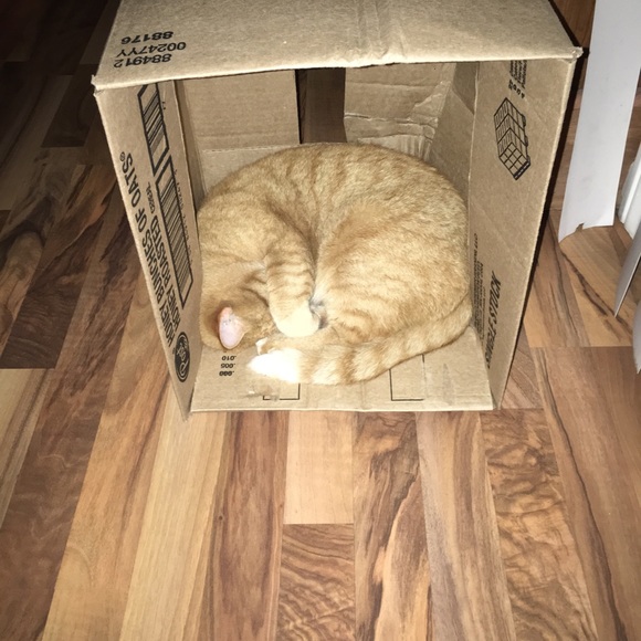 Meet your Posher, Tina - Picture 6 of 7